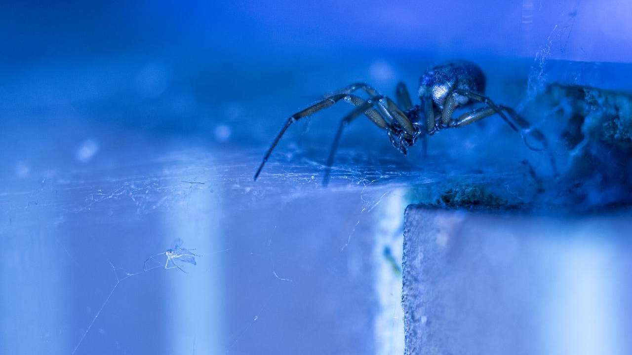 falsa vedova nera veleno