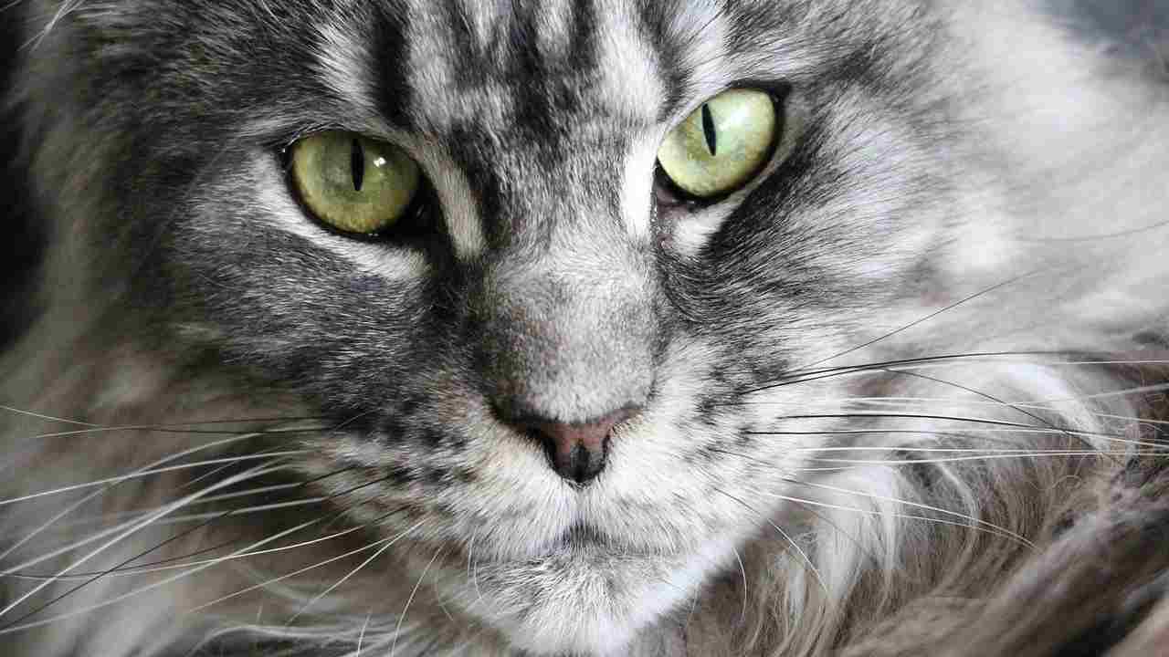 gatto più lungo del mondo