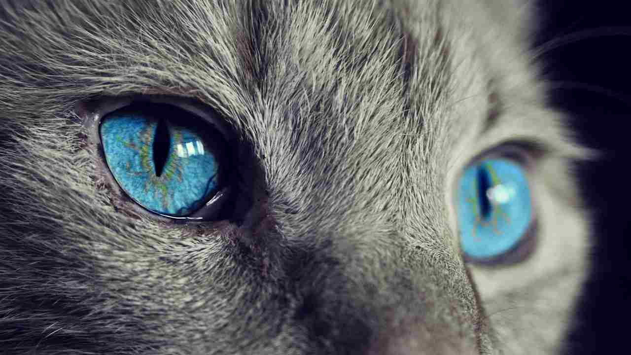 gatto scomparso multa vigili