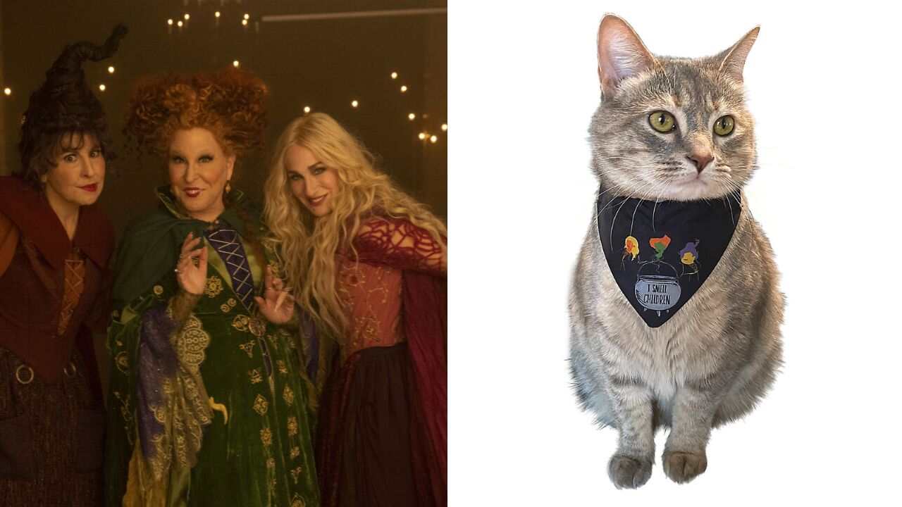 Hocus Pocus
