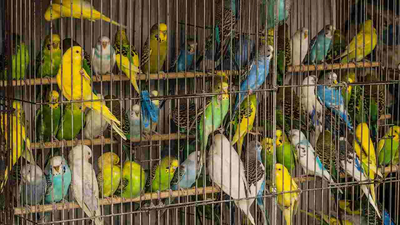 mercato uccelli