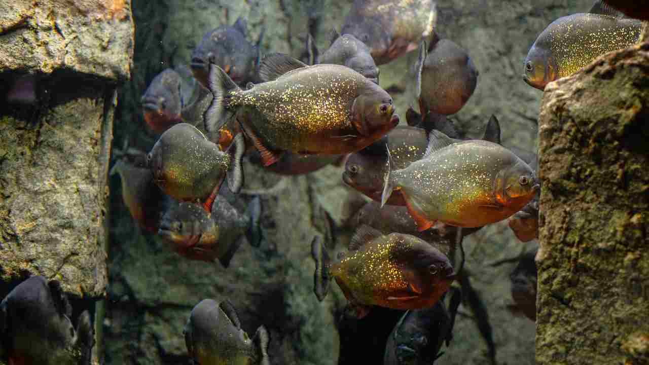 mini piranha pericolosi