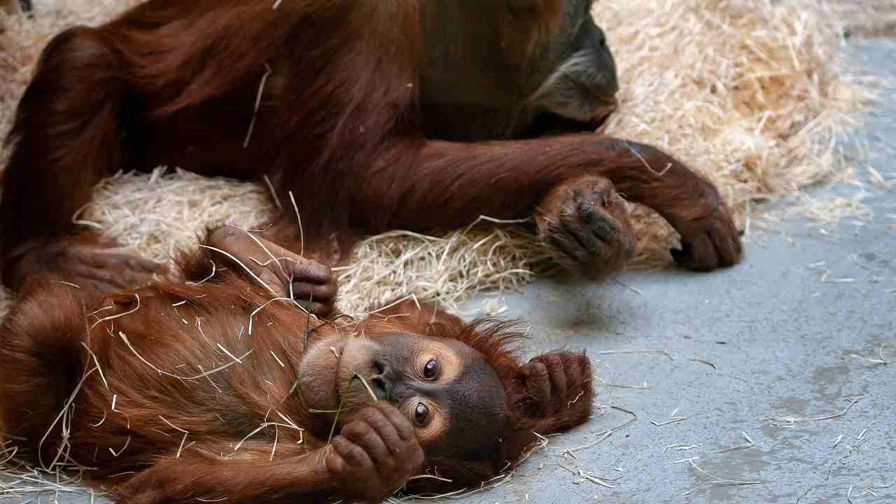 pandemia cambia comportamento scimmie zoo