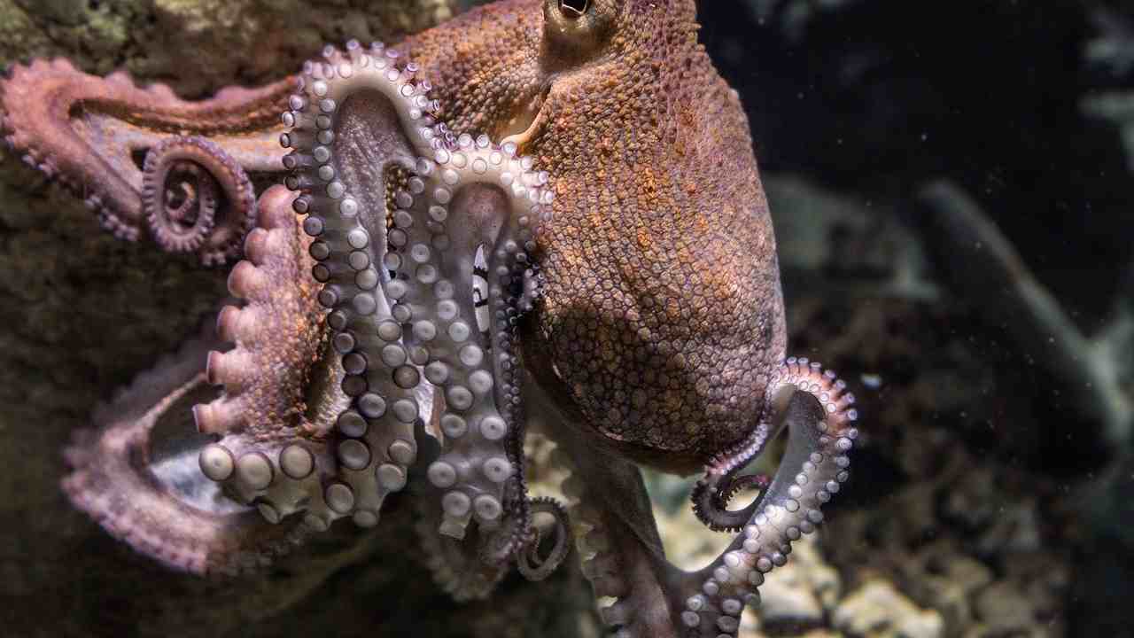 pesca barattolo trappole polpo e calamaro