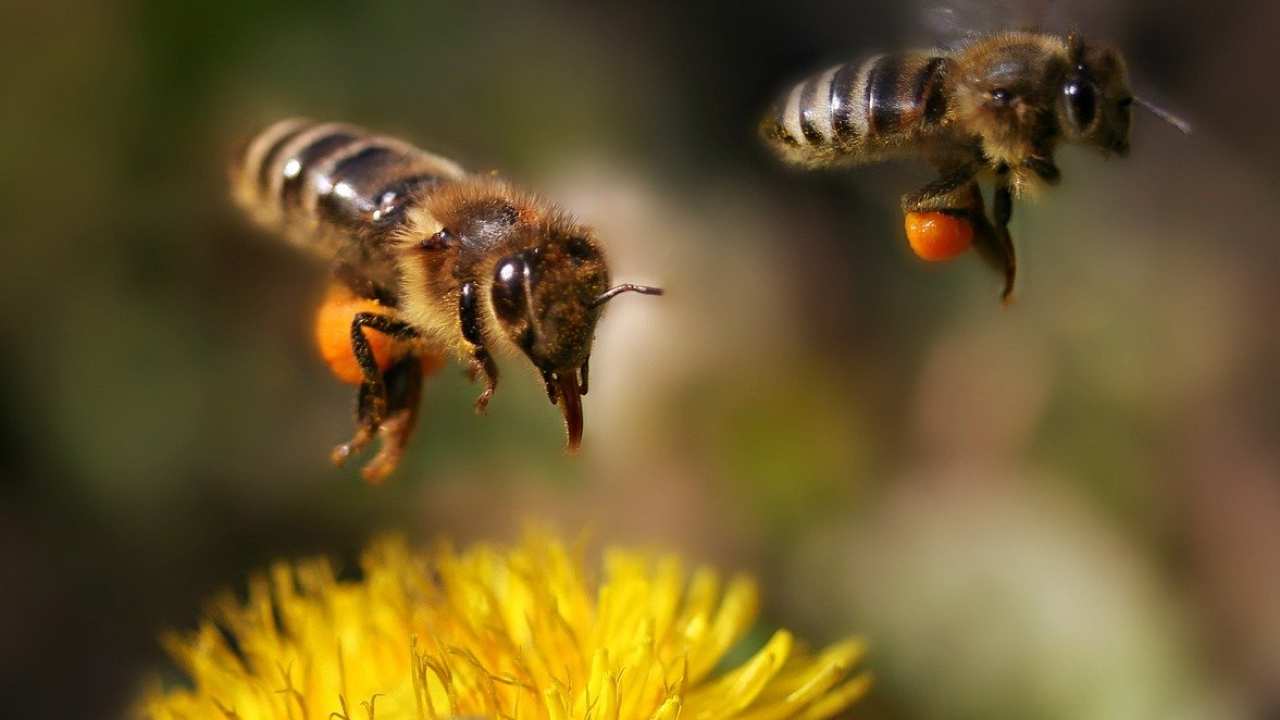 pesticidi danni api