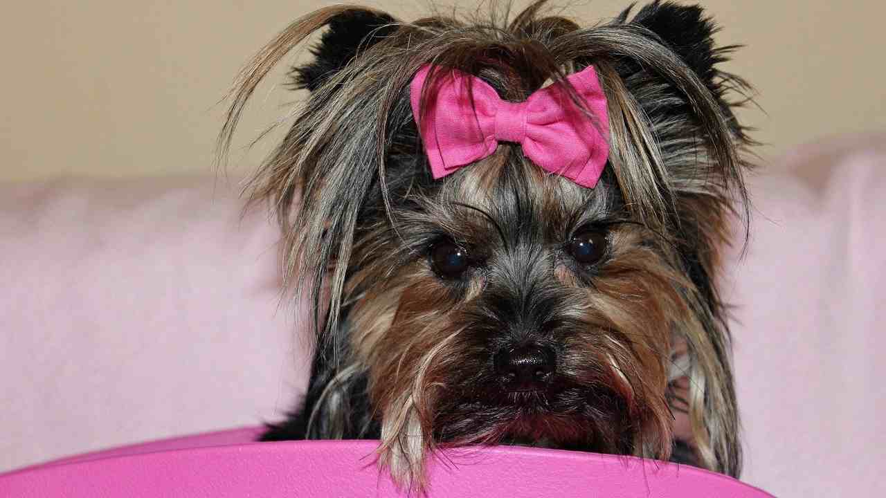 prodotti cosmetici cani