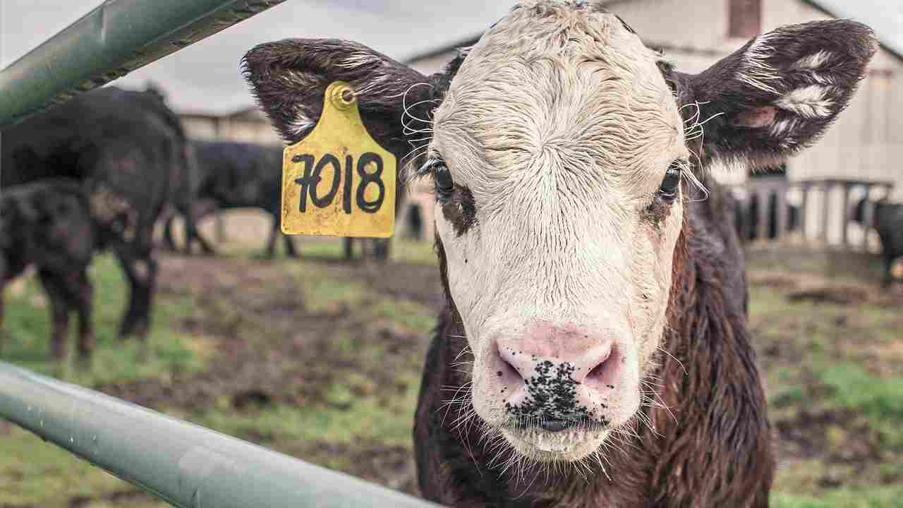 pubblicità carne vietata Olanda