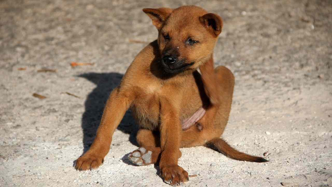 pulci cane e gatto