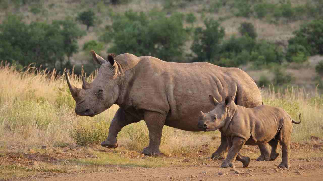 rinoceronte Giornata Mondiale