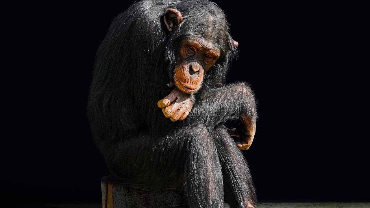 scimpanzé rapito riserva naturale