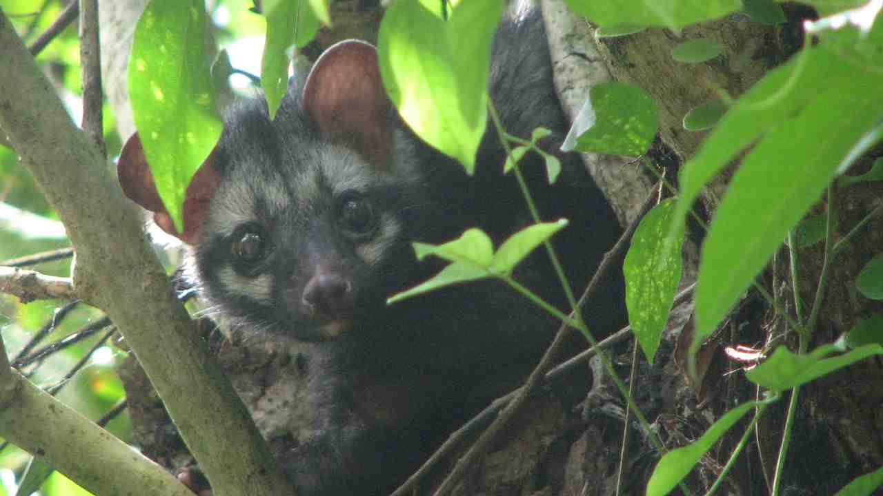 Caffè Luwak zibetti palme