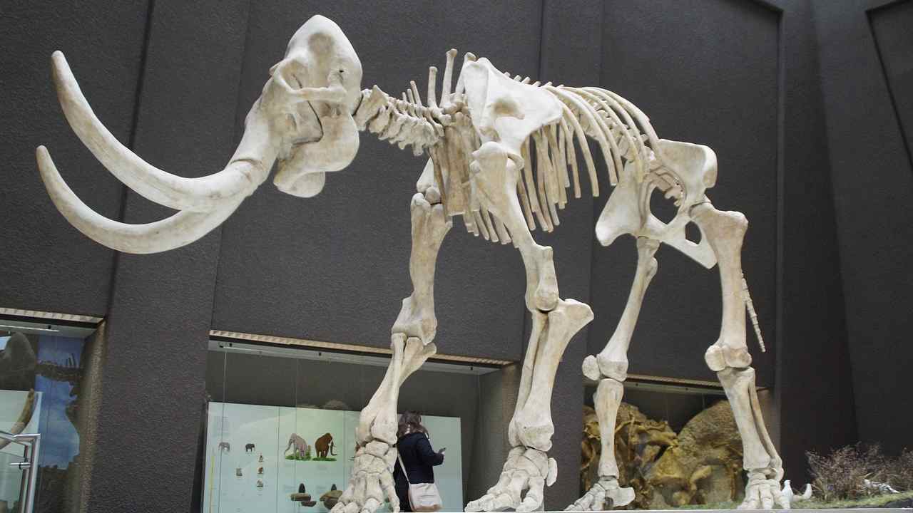 Cia Mammut e Tigre della Tasmania