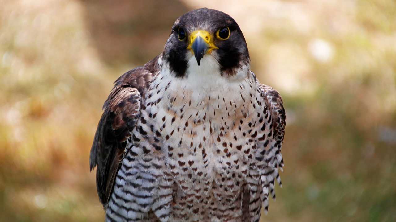 Falco Pellegrino Pistoia