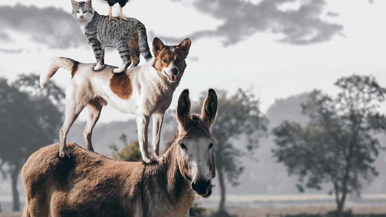Giornata Mondiale Animali Babbel