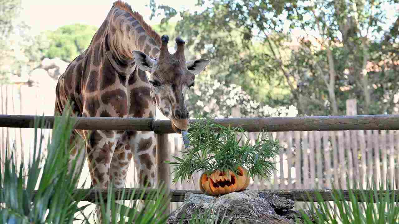 Halloween BioParco