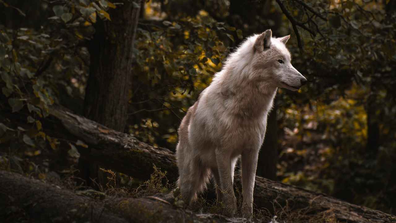 Lupo Parco Circeo