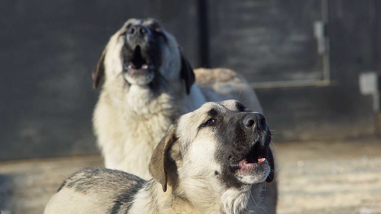 Qatar allarme animalista cani randagi