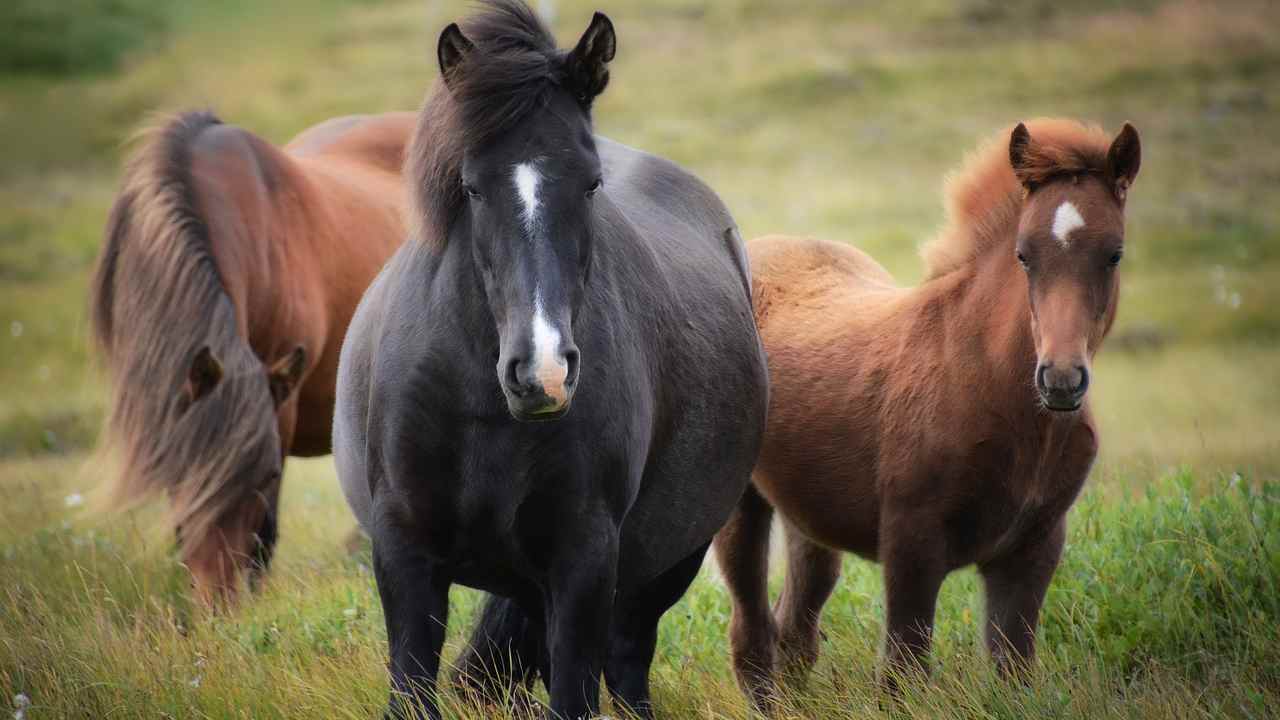 Venezia nucleo cavalli rischio estinzione