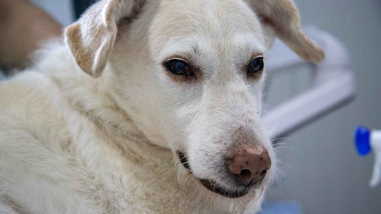 Veterinaria Sociale Frosinone