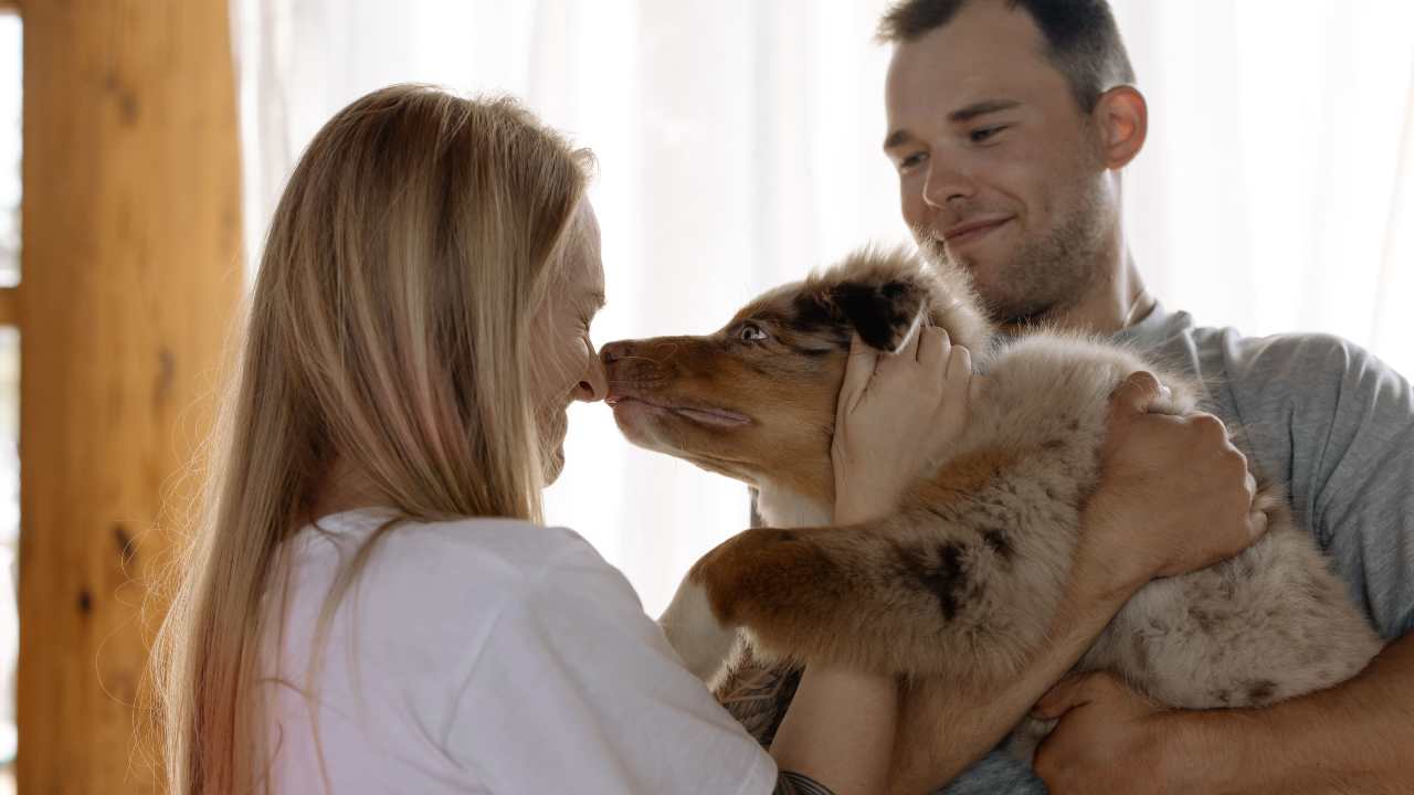 alitosi cane consigli