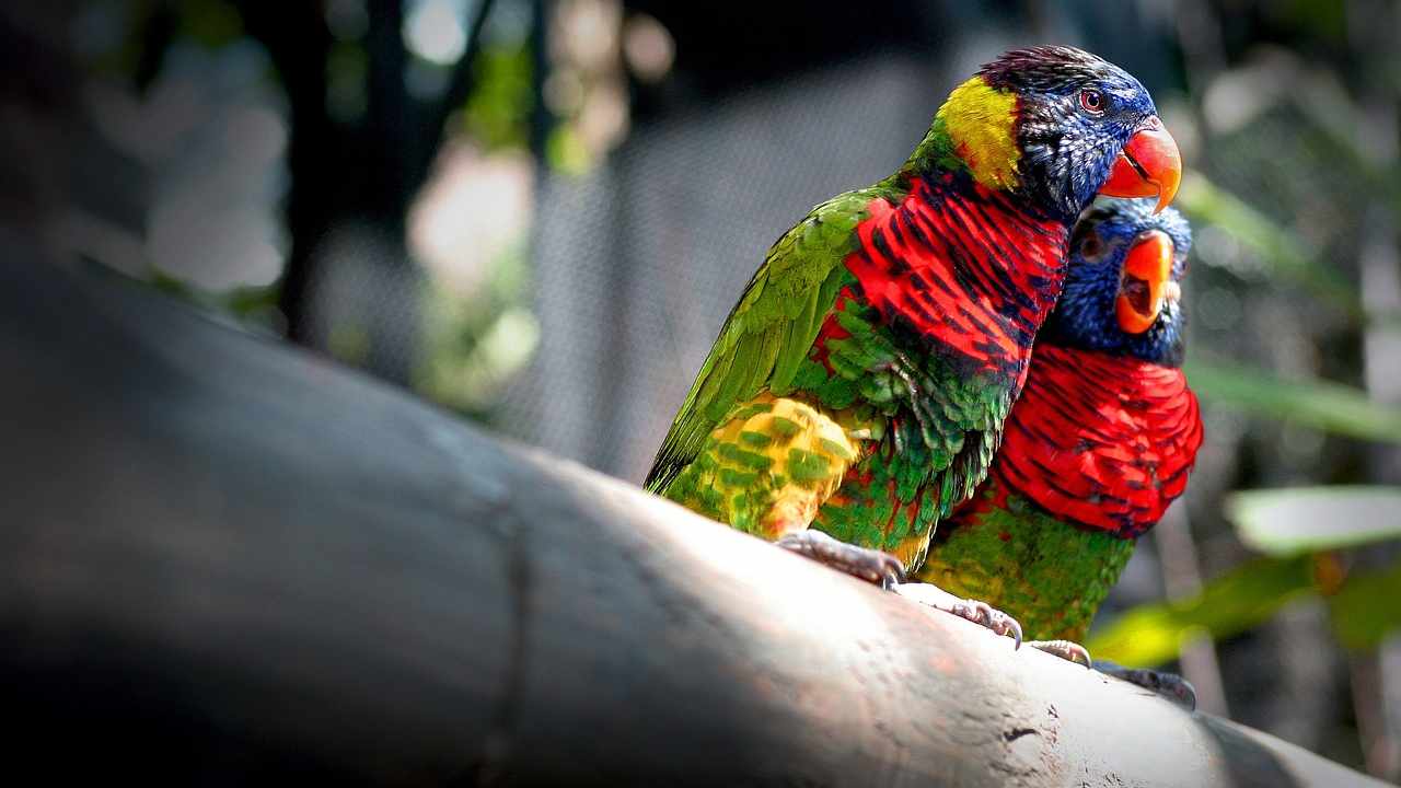 animali coppie monogame