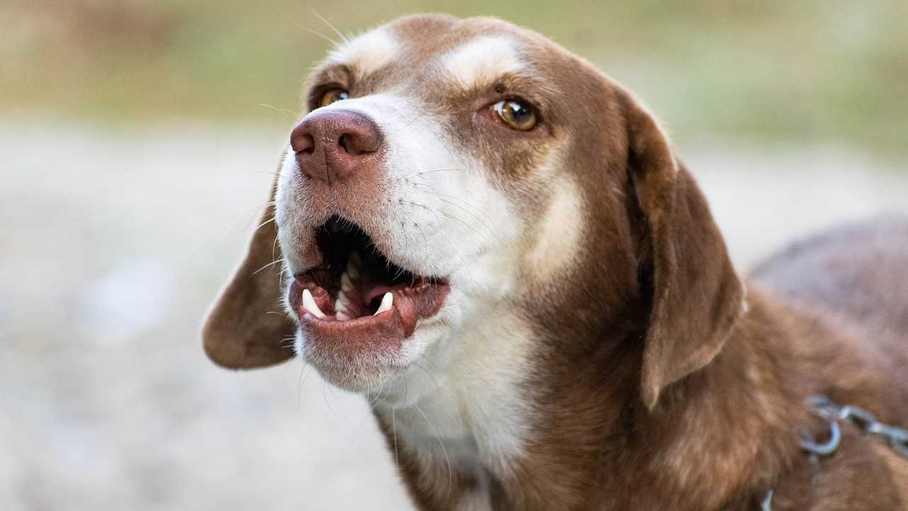 cane abbaia legge vicini