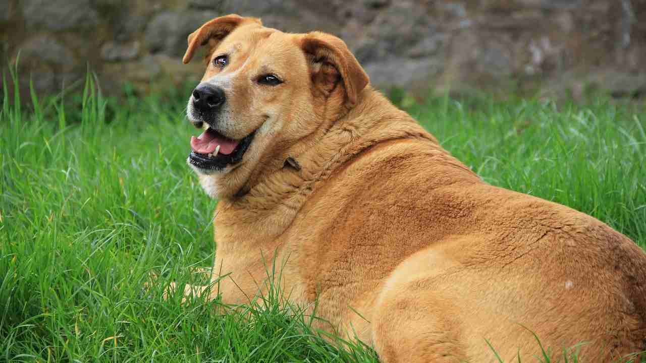 cani obesi Italia