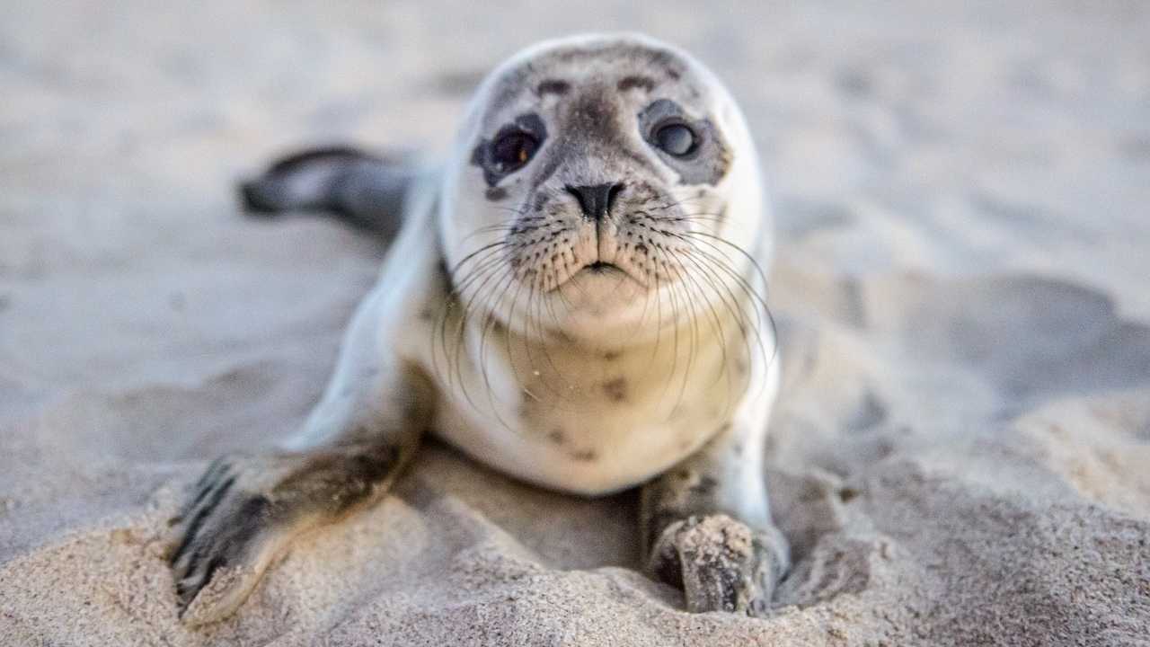 cucciolo foca morto turisti