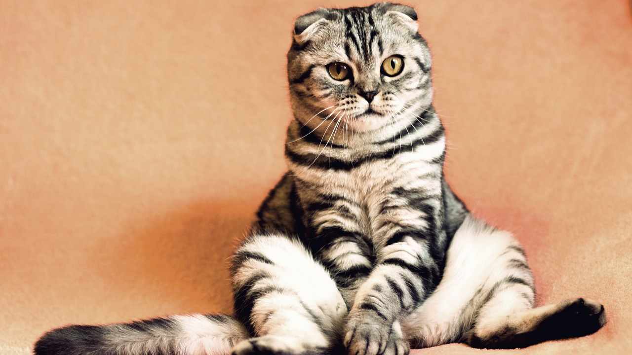 gatti linguaggio comunicazione