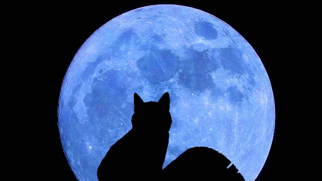 gatto nero halloween streghe