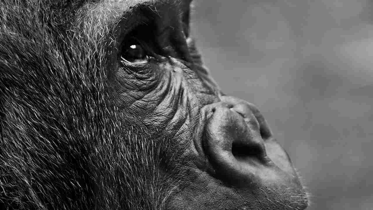 gorilla triste Bangkok