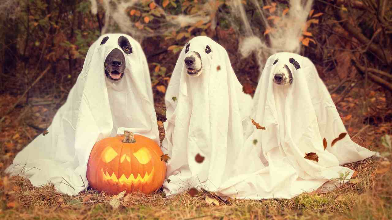 Halloween animali paura
