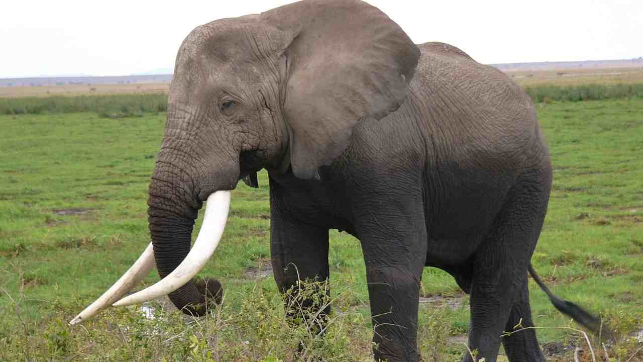 zanne elefante mercato nero