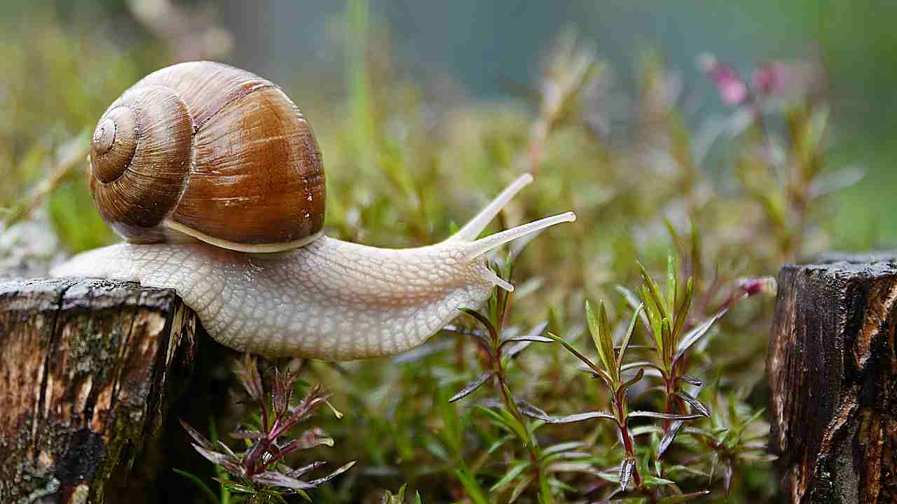 lumaca, specie di animale ermafrodita