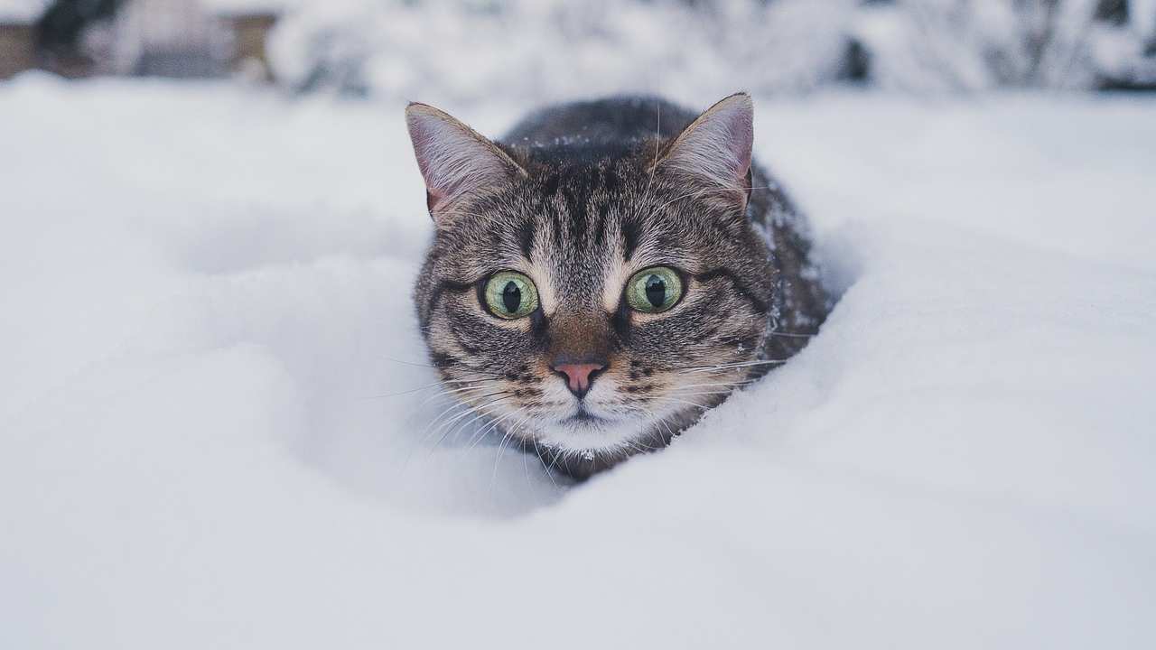 animali gelo