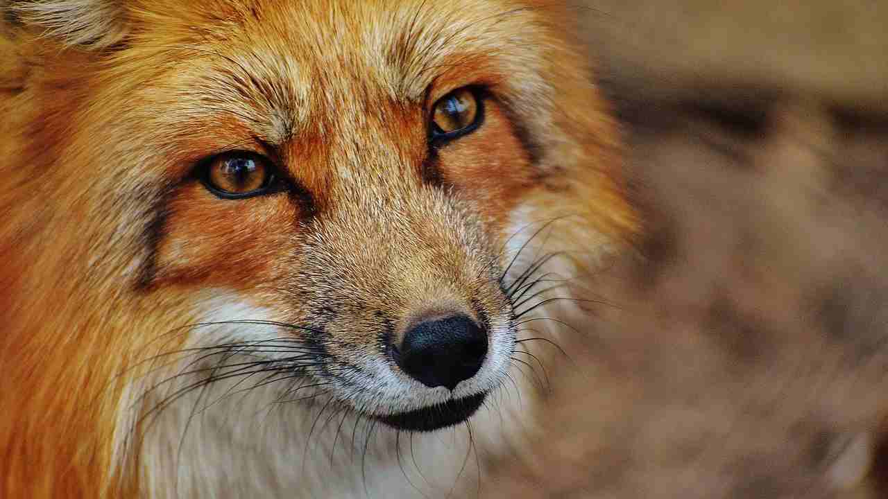 animali selvatici centro recupero abusivo