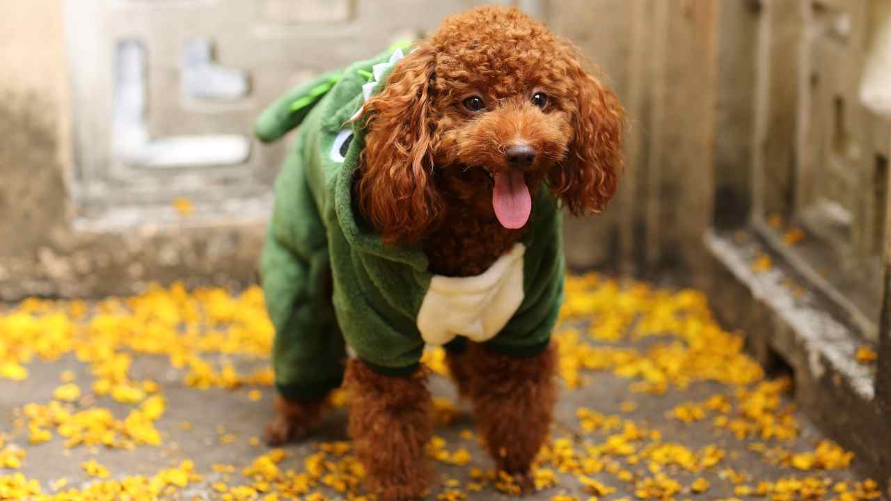 animali vestiti come le persone