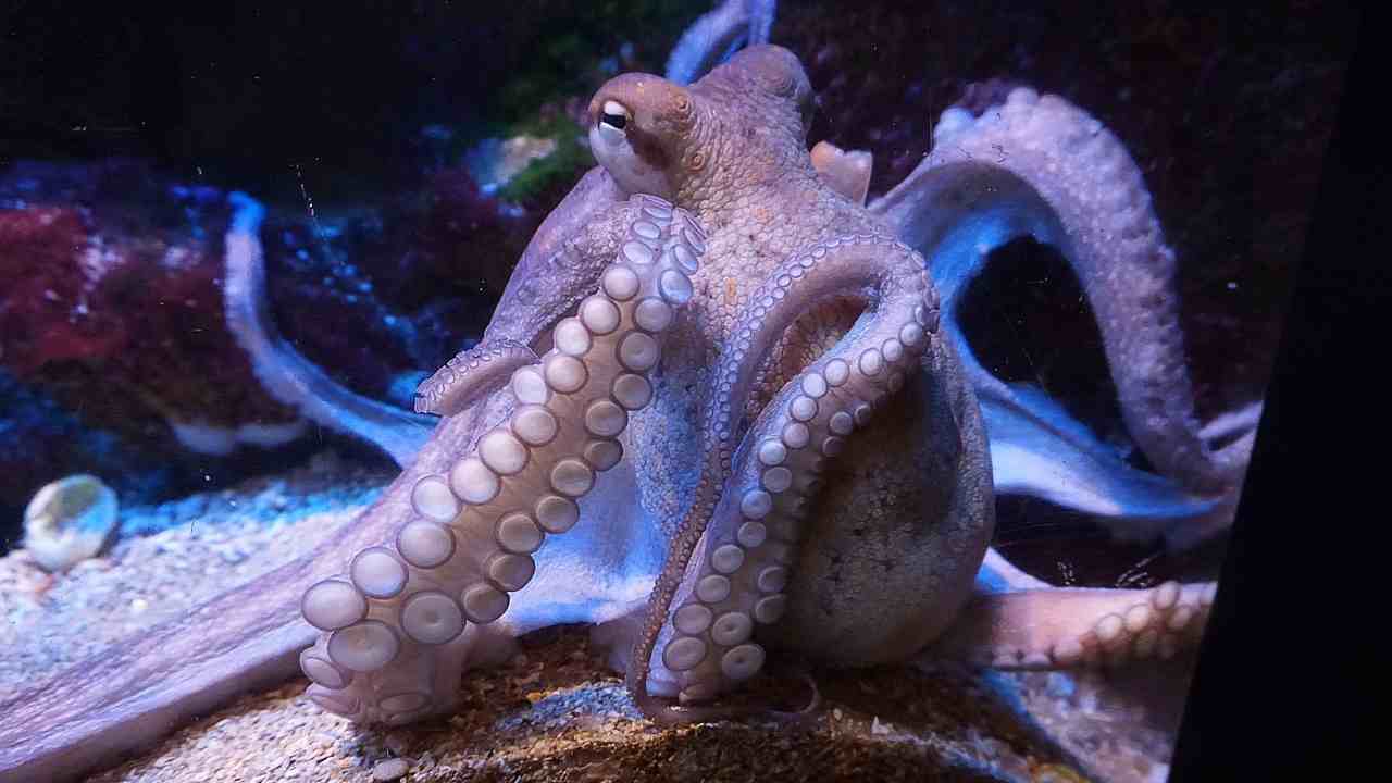 Calamari, polpi e la loro intelligenza