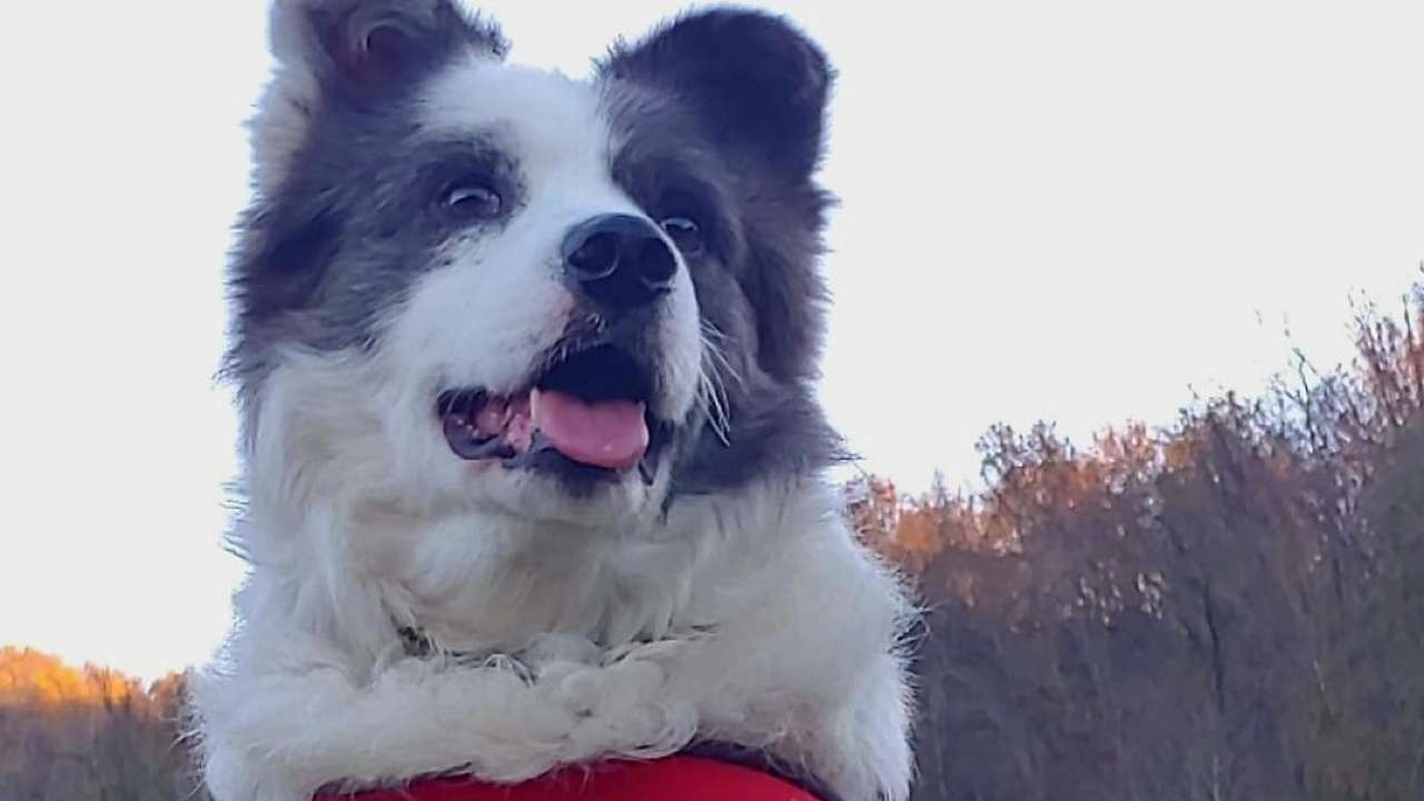 cane Baldo salvato da Oipa Piacenza