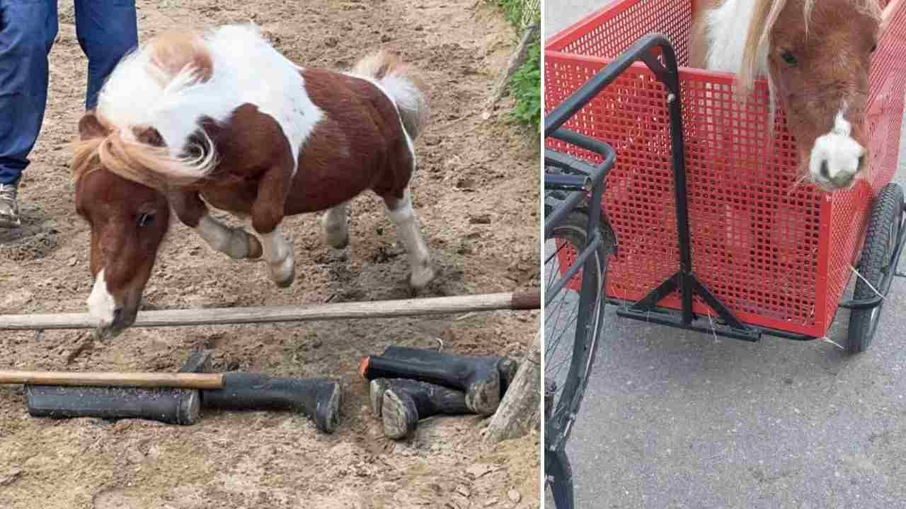 cavallo piccolo mondo pony