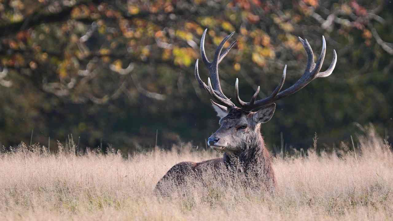 cervi protesta cacciatori animalisti Francia