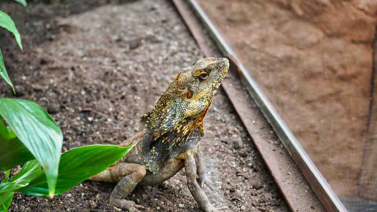 Clamidosauro rettile domestico dinosauro
