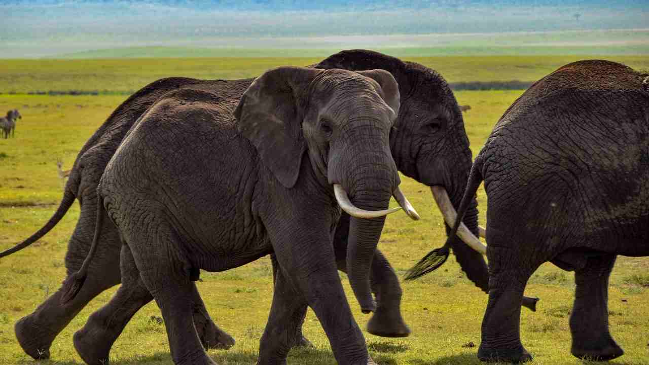 elefanti svenuti e ubriachi trovati in India