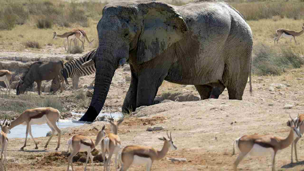 elefanti zebre siccità