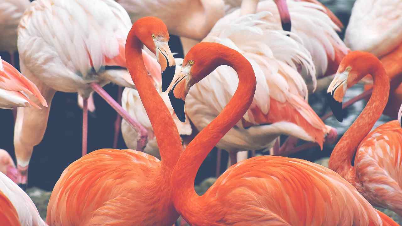 fenicotteri rosa Ostia Oasi Lipu