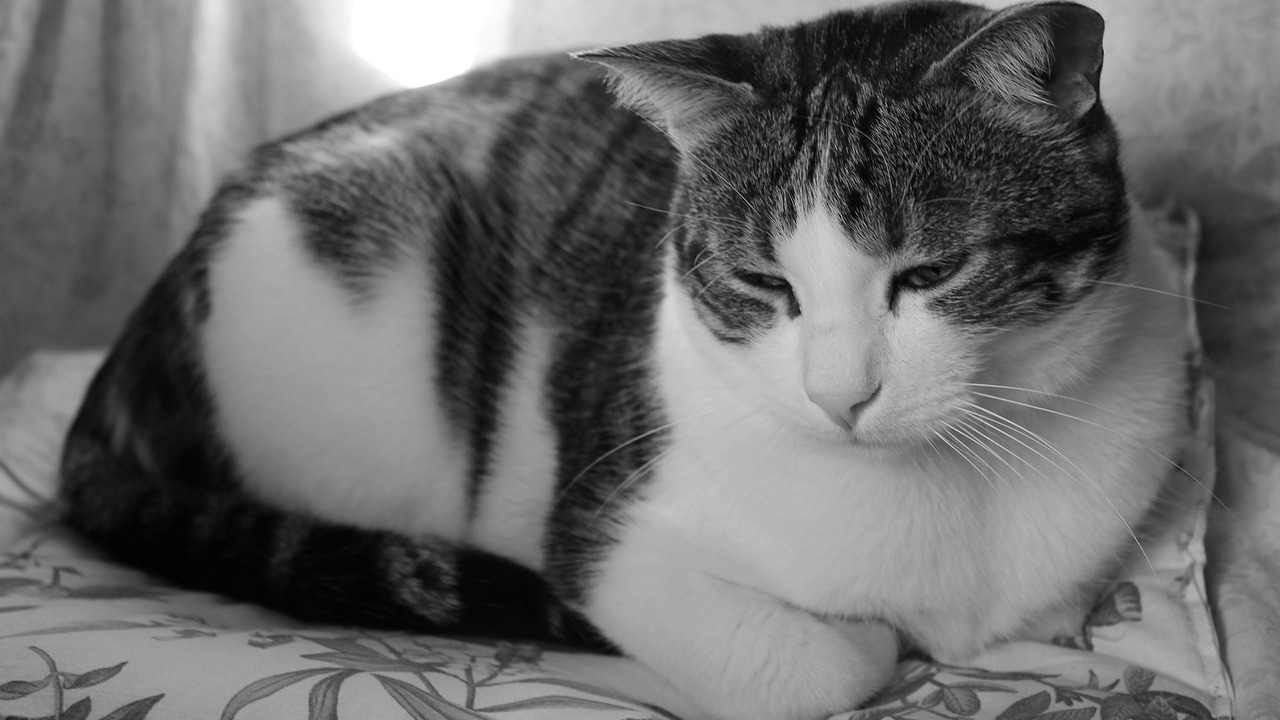 gatto abbandono ricordo