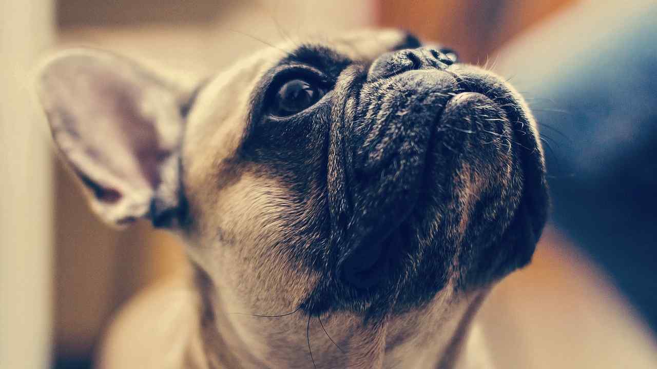 lifting Bulldog respirazione