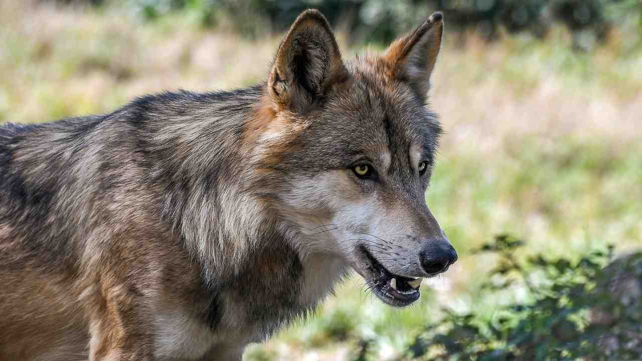 lupo Roma Nord