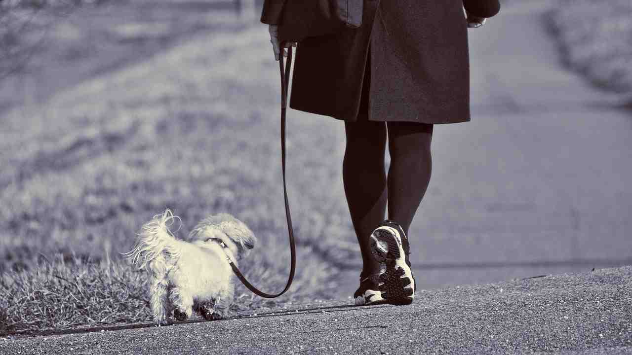 multe proprietari cani passeggiate acqua