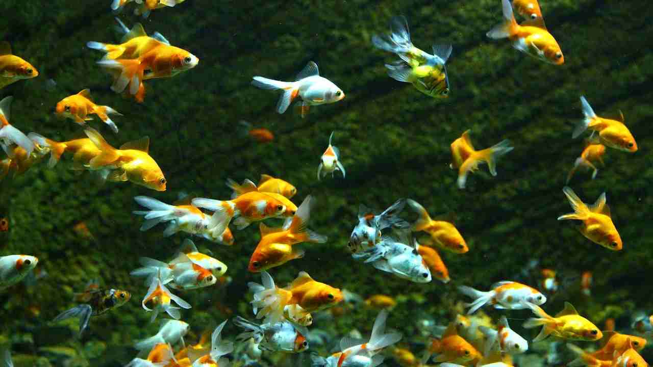 pidocchi pesci acqua dolce